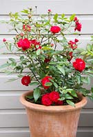 roses all fed differently - Container with red flowering rose