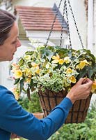 Woman deadheading Begonia in Hanging basket  with Helichrysum