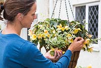 Woman deadheading Begonia in Hanging basket  with Helichrysum