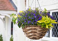Hanging basket of Isotoma Deep Blue - Tristar series, Ipomoea 'Marguerite' and Lantana White - Lucky series