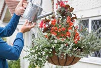 Hanging basket with Fuschia Bush 'Thalia', Diascia 'Romeo Orange', Bacopa 'Mega White' and Helichrysum microphyllum - woman watering 
