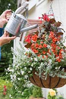 Hanging basket with Fuschia Bush 'Thalia', Diascia 'Romeo Orange', Bacopa 'Mega White' and Helichrysum microphyllum