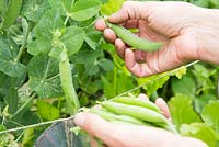 step by step - large veg trug - harvesting Pea 'Kelvedon Wonder'