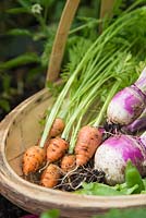 step by step - large vegetable trug - turnip purple top