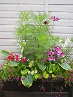 Step by step - mixed wooden trough with Nicotiana 'Cuba Mix', Cos Lettuce 'Little Gem', Trailing Lobelia 'Fountain Crimson', Hosta 'Frances William' and Cosmos 'Sensation Mixed'
 