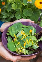 Step by step - old bucket container with nasturtiums, calendular, helianthus - sunflower and chives - harvesting salad and edible flowers