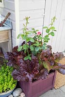 Step by step container with lettuce lollo rosso and rose