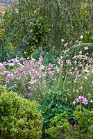 Gaura lindheimeri and Anemone hupehensis in raised bed - NGS garden Oxsetton 