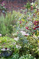 Rose hips and Astrantia major - NGS garden Oxsetton 