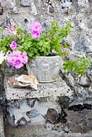Old stone container on shelf with Geranium - NGS garden Oxsetton