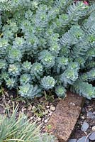 Euphorbia myrsinites - NGS garden, Oxsetton