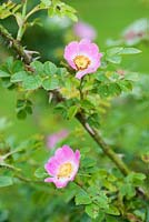 Rosa rubiginosa. Ashley Farm, Stansbatch, Herefordshire, UK
