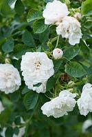 Rosa x alba 'Alba Maxima'. Ashley Farm, Stansbatch, Herefordshire, UK