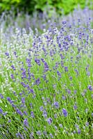 Lavender. Ashley Farm, Stansbatch, Herefordshire, UK