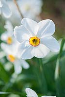 Narcissus poeticus var. recurvus. Forest Lodge, Pen Selwood, Somerset, UK