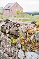 Sedums colonising dry stone wall. Fowberry Mains Farmhouse, Wooler, Northumberland, UK
