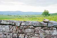 Cheviot hills seen beyond the drystone boundary wall of the garden. Fowberry Mains Farmhouse, Wooler, Northumberland, UK