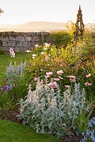 Island bed planted with Stachys byzantina, Allium cernuum, astrantias, irises, Papaver orientale 'Karine' and clematis supported on wooden obelisks. Fowberry Mains Farmhouse, Wooler, Northumberland, UK
