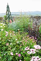 Papaver orientale 'Karine', Astrantia maxima, Gillenia trifoliata, dark Lysimachia 'Firecracker' and pale irises in island bed with landscape beyond dry stone wall behind. Fowberry Mains Farmhouse, Wooler, Northumberland, UK