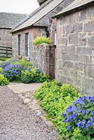 Back door of farmhouse surrounded by Alchemilla mollis and geraniums. Fowberry Mains Farmhouse, Wooler, Northumberland, UK