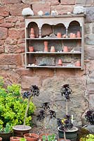 Wooden shelf for display mounted on a wall of the farmhouse, with pots of Aeonium 'Zwartkop' on the ground and self seeded Alchemilla mollis all around. Fowberry Mains Farmhouse, Wooler, Northumberland, UK