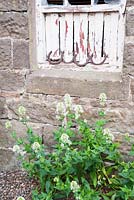 Centranthus ruber 'Albus'. Fowberry Mains Farmhouse, Wooler, Northumberland, UK