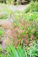 Foeniculum vulgare 'Bronze' - Orange tinged leaves of bronze fennel. Fowberry Mains Farmhouse, Wooler, Northumberland, UK