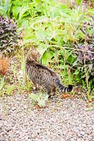 Cat in the gravel garden. Fowberry Mains Farmhouse, Wooler, Northumberland, UK