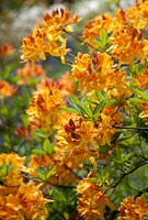 Rhododendron 'Christopher Wren'