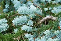 Picea pungens 'Hoopsii' - Blue Spruce