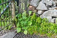 Self seeded Tellima and Chiastophyllum oppositifolium' by metal gate and dry stone wall