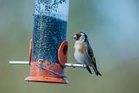 Carduelis carduelis - goldfinch on niga seed feeder