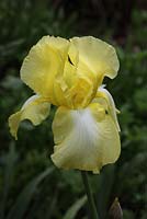 Iris 'Buttercup Bower' 