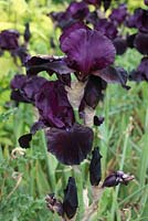 Iris 'Black Sargeant' close up of flower