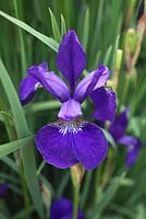 Iris sibirica 'Ceasars Brother'