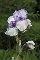 Iris 'Violet Icing' 