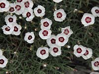 Dianthus 'Dainty Dame' 