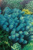 Euphorbia myrsinites - Blue Spurge