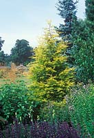 X Cupressocyparis leylandii 'Golconda' - Golden Leyland Cypress in border with Stipa gigantea, Picea pungens, Cornus and Salvia. August, summer. Portrait of light green conifer in border with other plants.