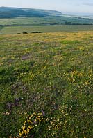 Corniculatus Thymus polytrichus  - Birdsfoot Trefoil wild Thyme Lotus, summer flowers High and Over Alfriston East Sussex South Downs 
