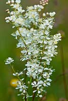 Filipendula vulgaris - Dropwort,  summer flower 