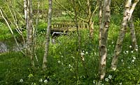 Trunks of white birch trees, wooden bridge over pond in Springtime in wild garden, mid May 