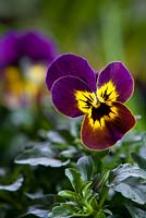 Viola cornuta F1 - Ruby Gold Babyface, 