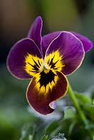 Viola cornuta F1 - Ruby Gold Babyface, 
