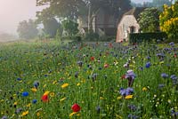 Annual wildflower meadow with Phacelia tannacetifolia, poppy, cornflower, corn marigold 