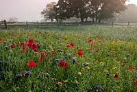Annual wildflower meadow including Phacelia tannacetifolia, poppy, cornflower, corn marigold 