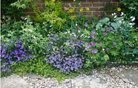 Border of low growing perennials with Parahebe catarractae