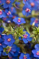 Anagallis Monelli - Blue pimpernel. Flaxleaf Pimpernel flower