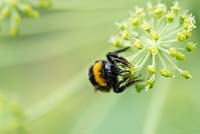 Bombus Lucorum - Bumblebees on Angelica flower that are going to seed