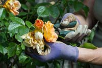 Gardener using secateurs to dead head Maigold Rose flowers